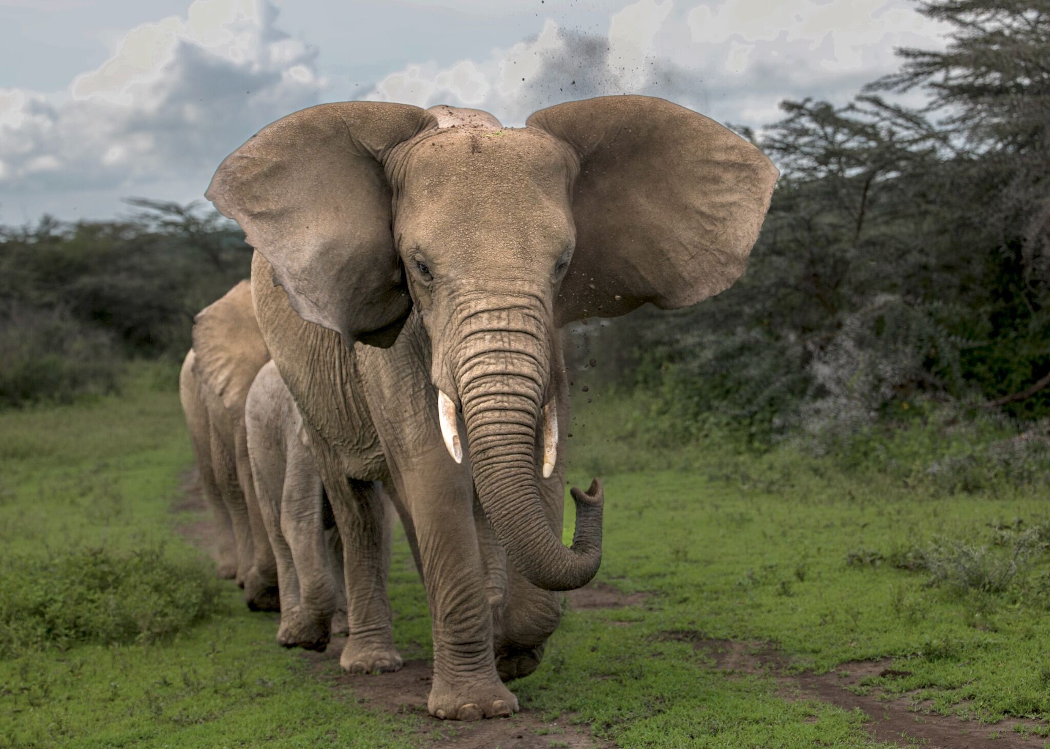The Matriarch's Way