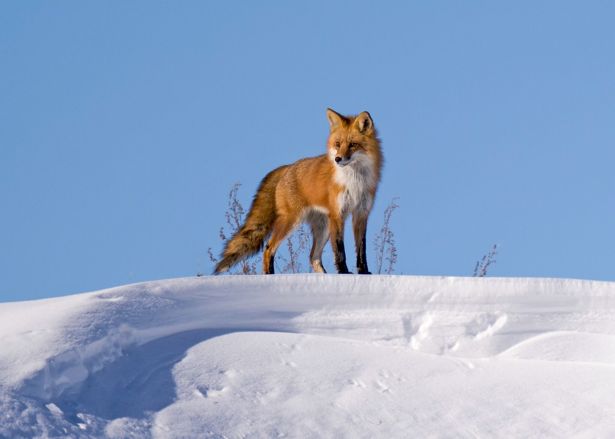 Red fox standing on a snowy ridge beneath a clear blue sky