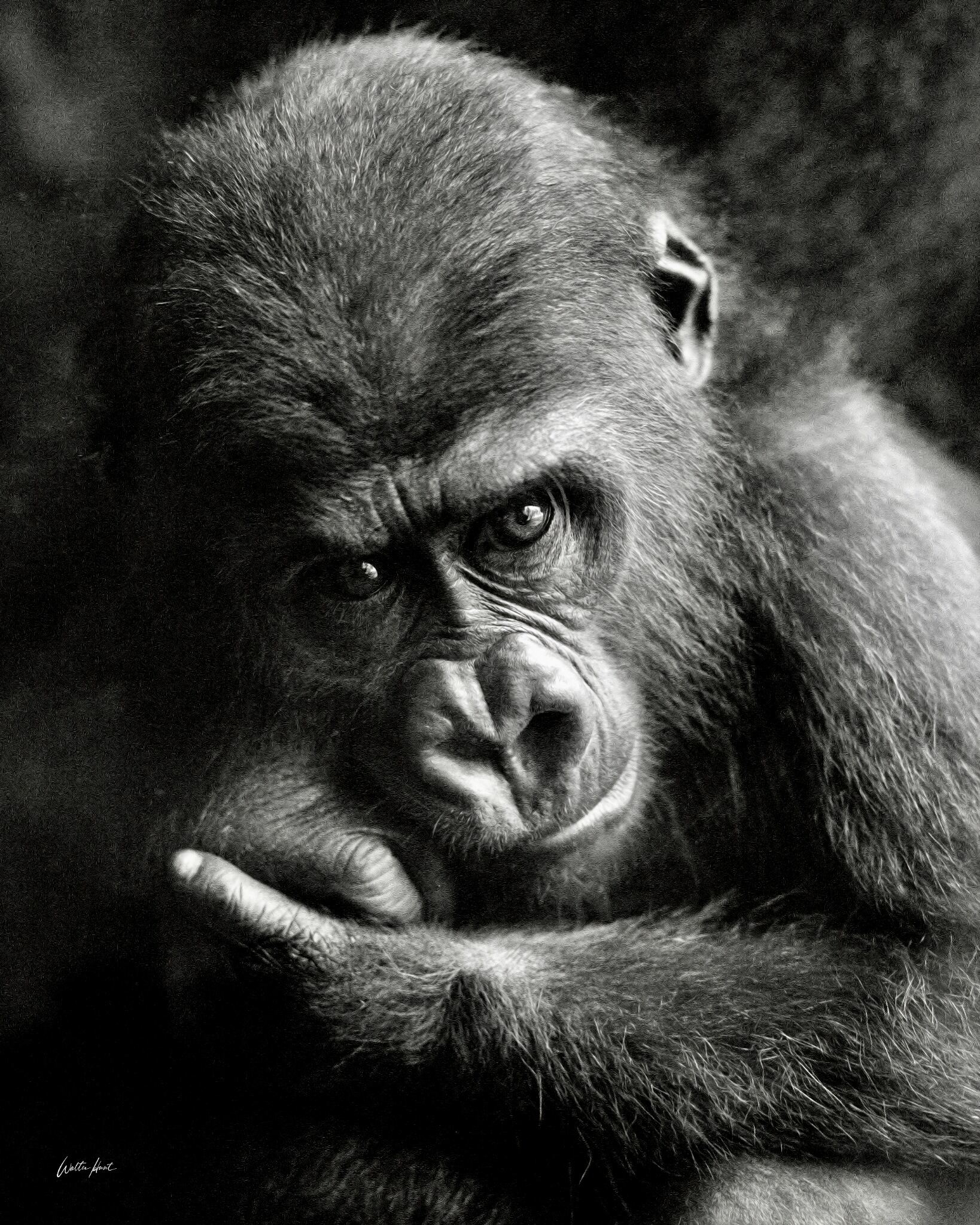 The Quiet Gaze