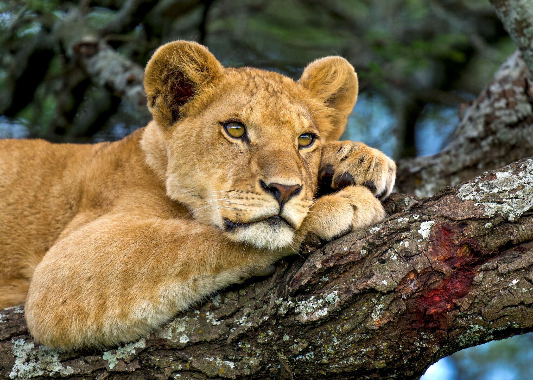 Resting Above the Plains
