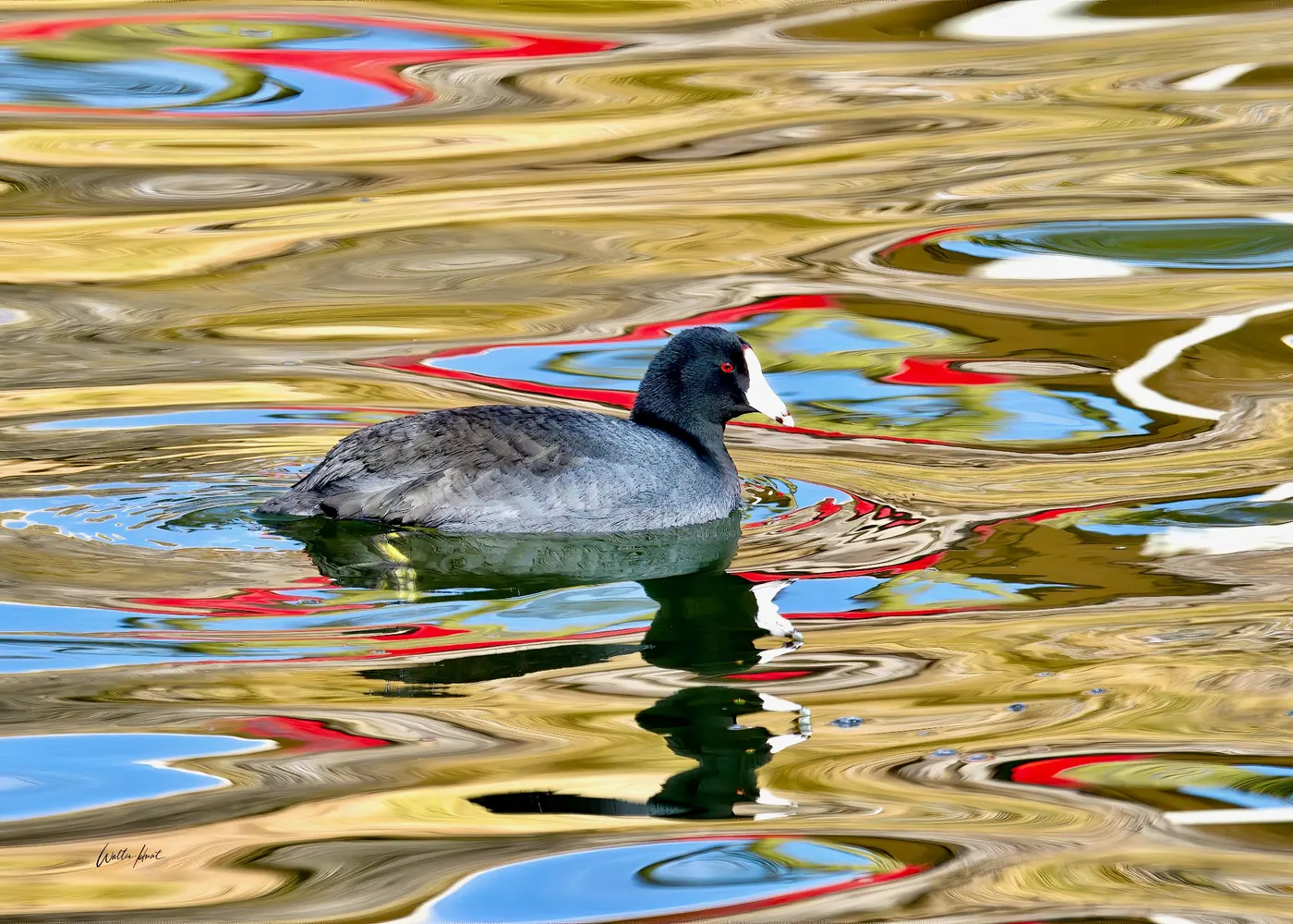 An American coot moving through vivid bands of naturally reflected color
