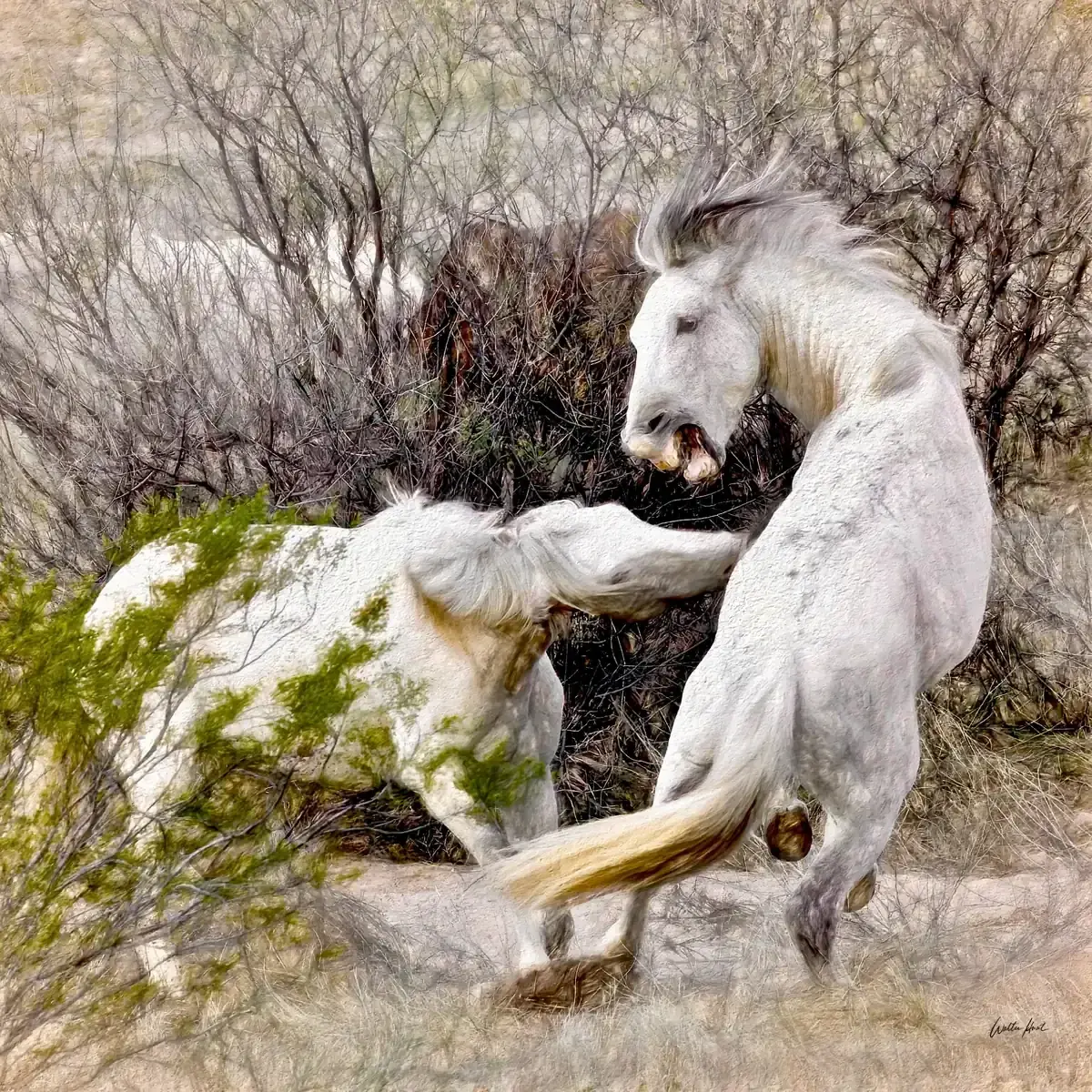 Two white stallions meeting in a fierce challenge