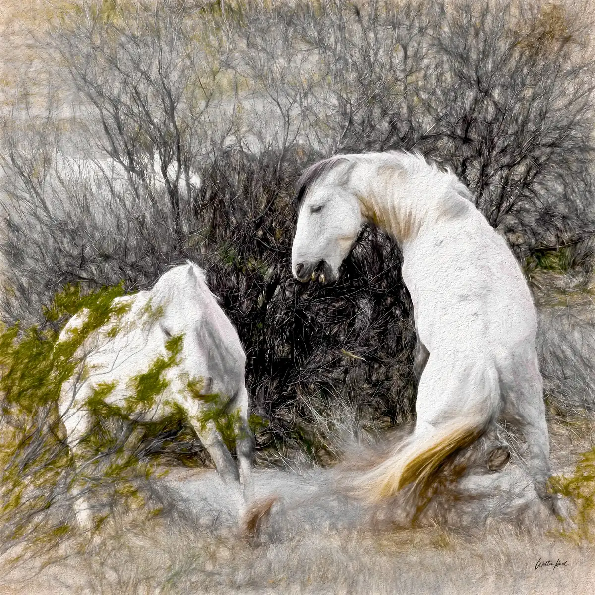 One white stallion rising as the other turns through desert brush