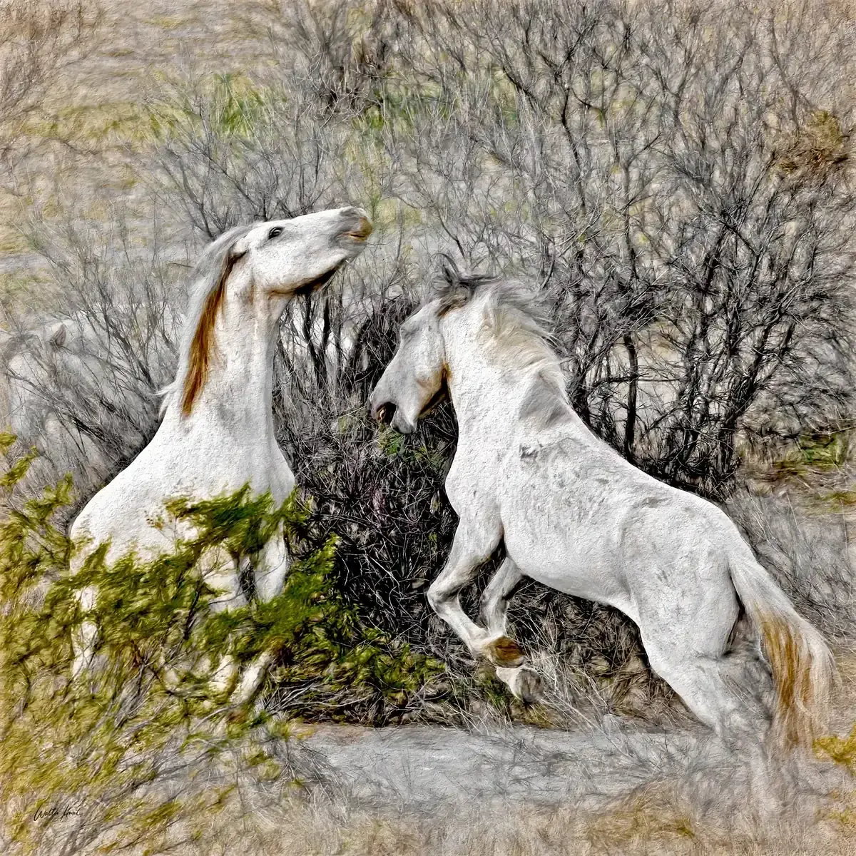Two white stallions rising together with mirrored strength