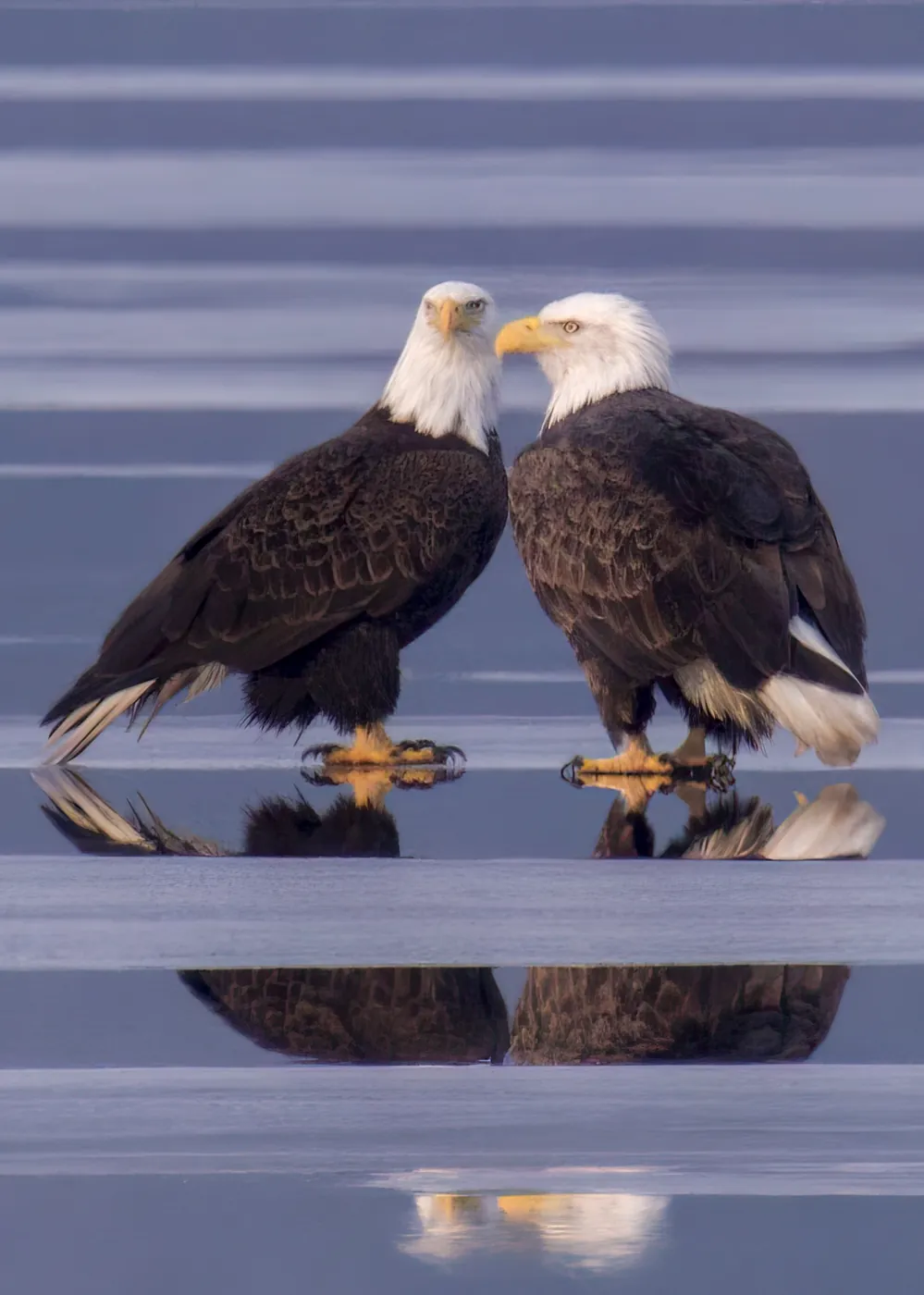 Two bald eagles facing one another on frozen Lake Wapogasset