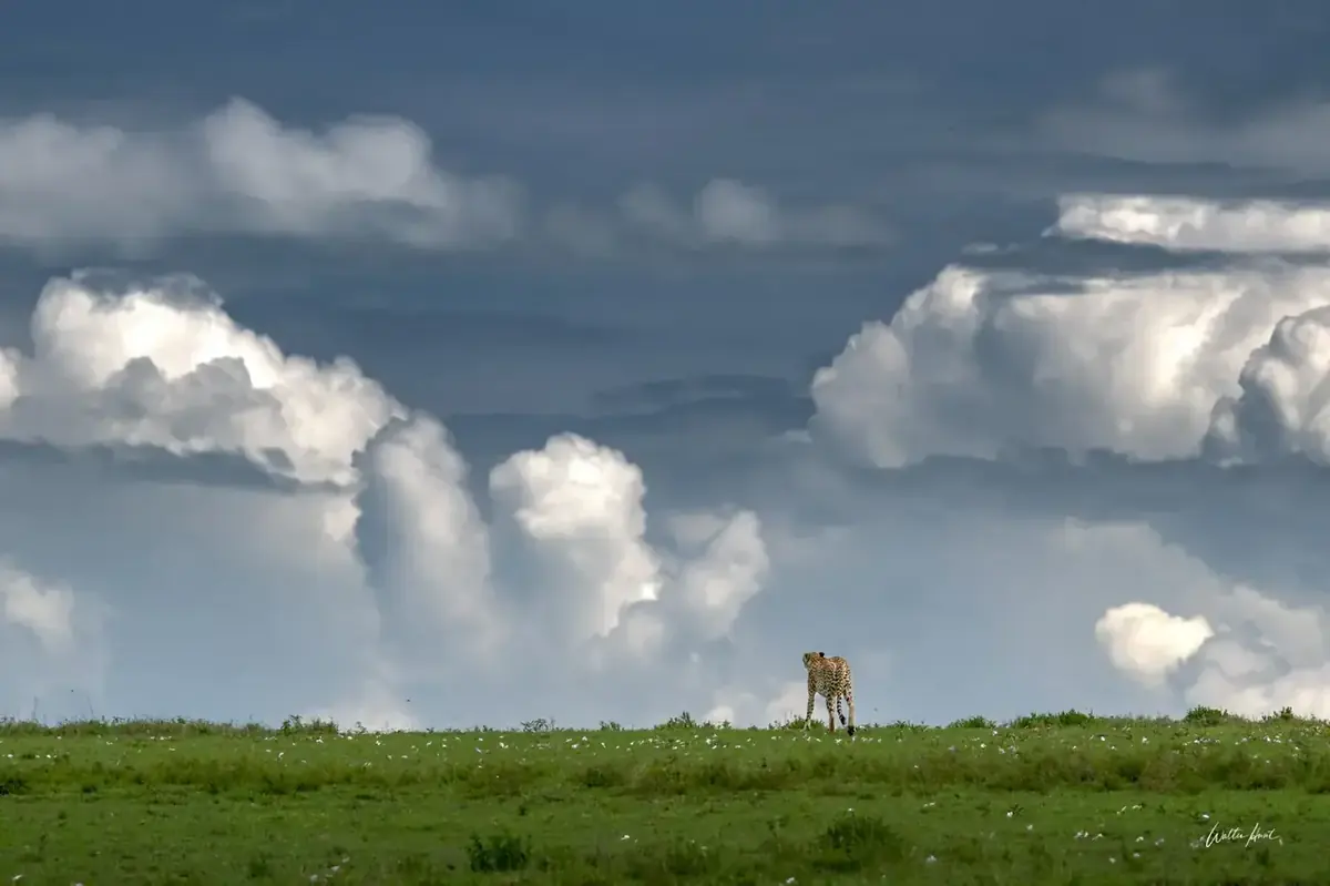 A lone cheetah beneath monumental clouds on the Serengeti