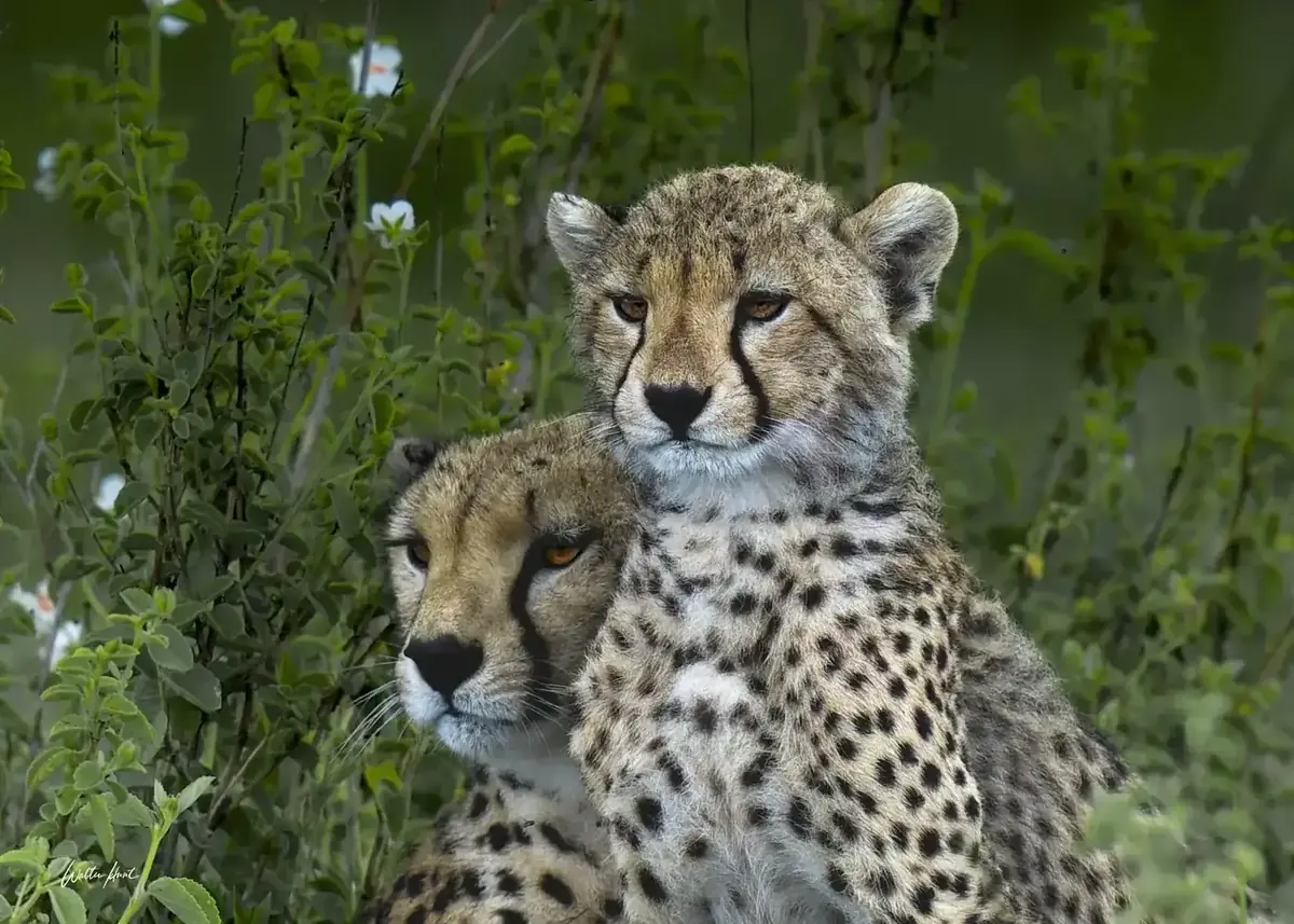 Two cheetahs resting close together