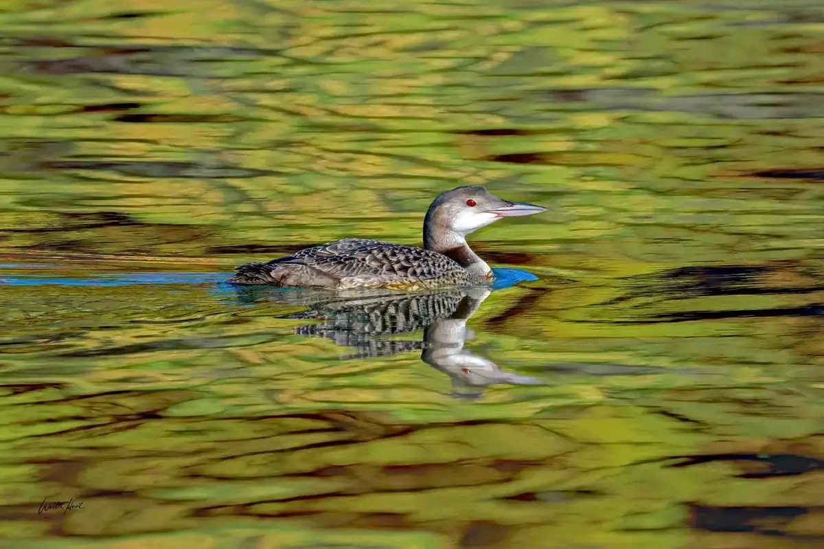 An immature common loon gliding through green and gold reflections on calm water at sunrise