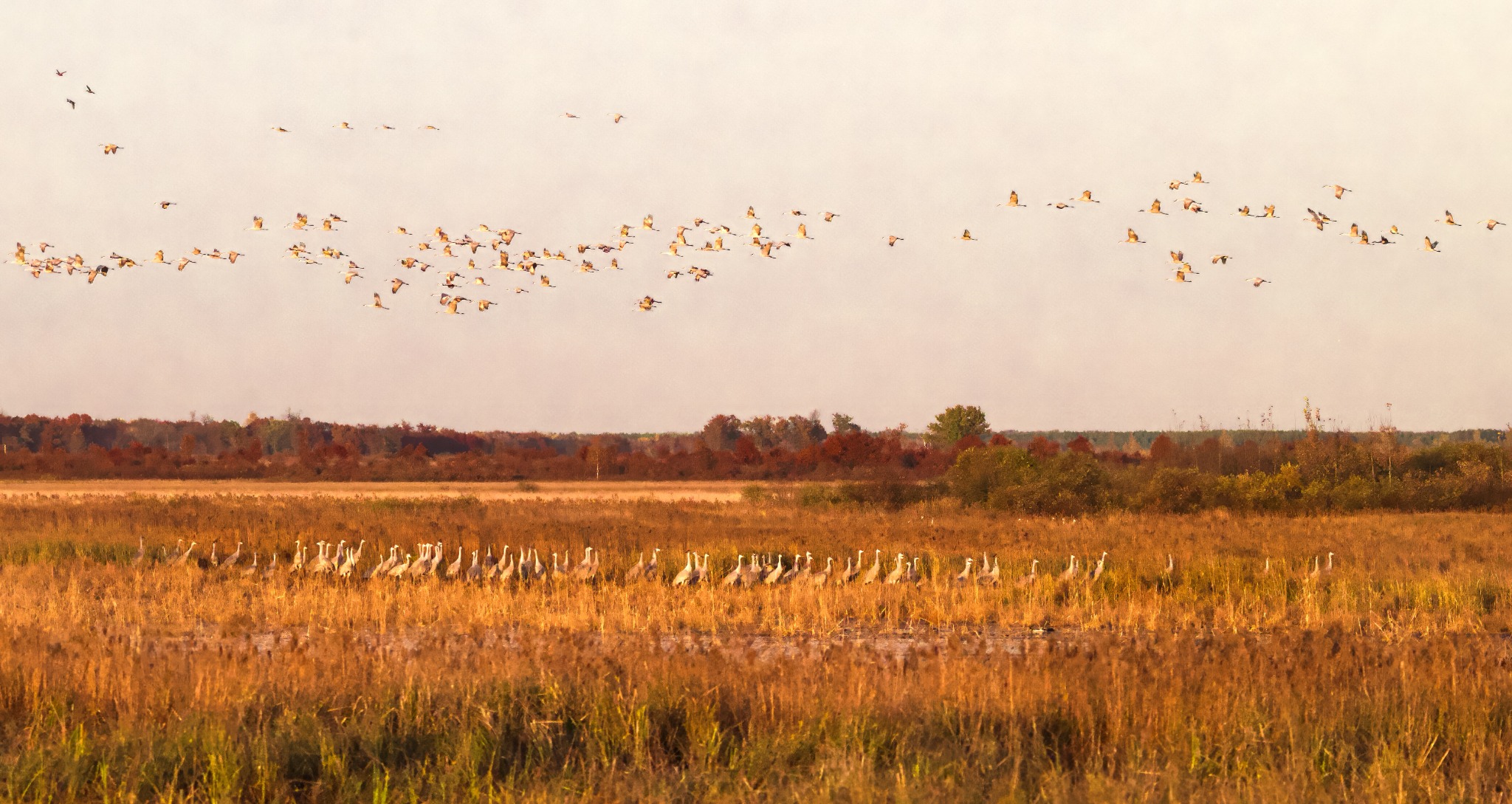 Sandhill cranes in flight and standing in golden marsh grasses at Crex Meadows