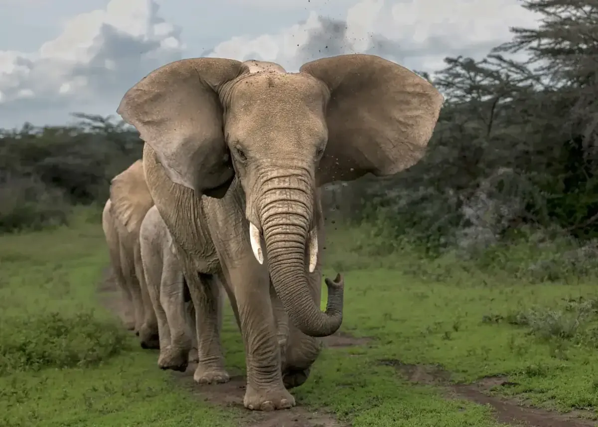 The Matriarch’s Way