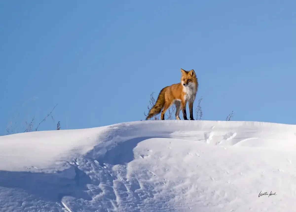 Red fox standing on a snowy ridge beneath a clear blue sky