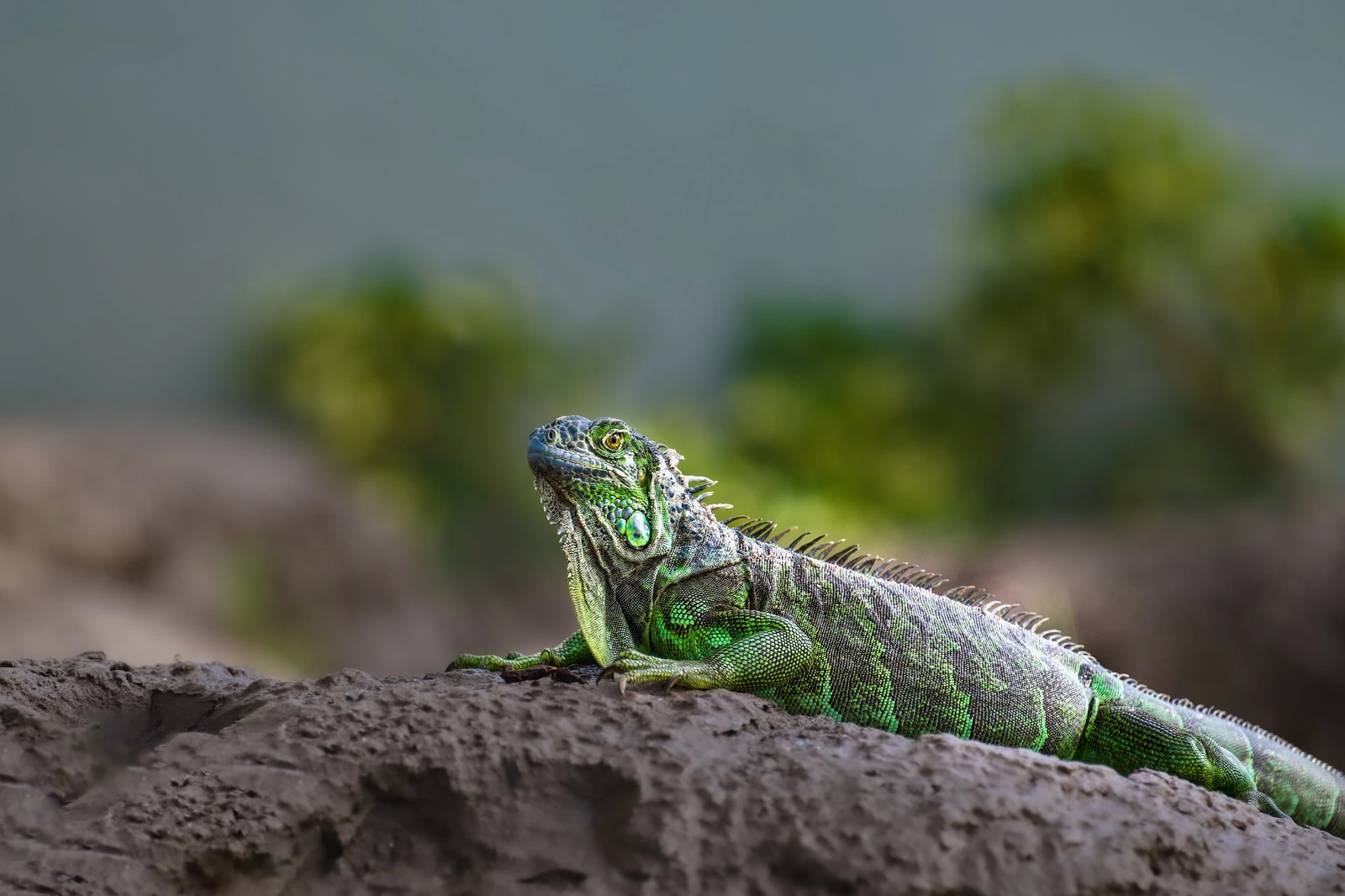 Green iguana resting on limestone at Shete Boka, Curaçao