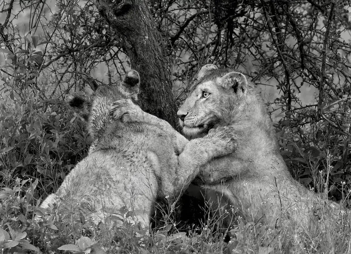 Young lions embracing in black and white