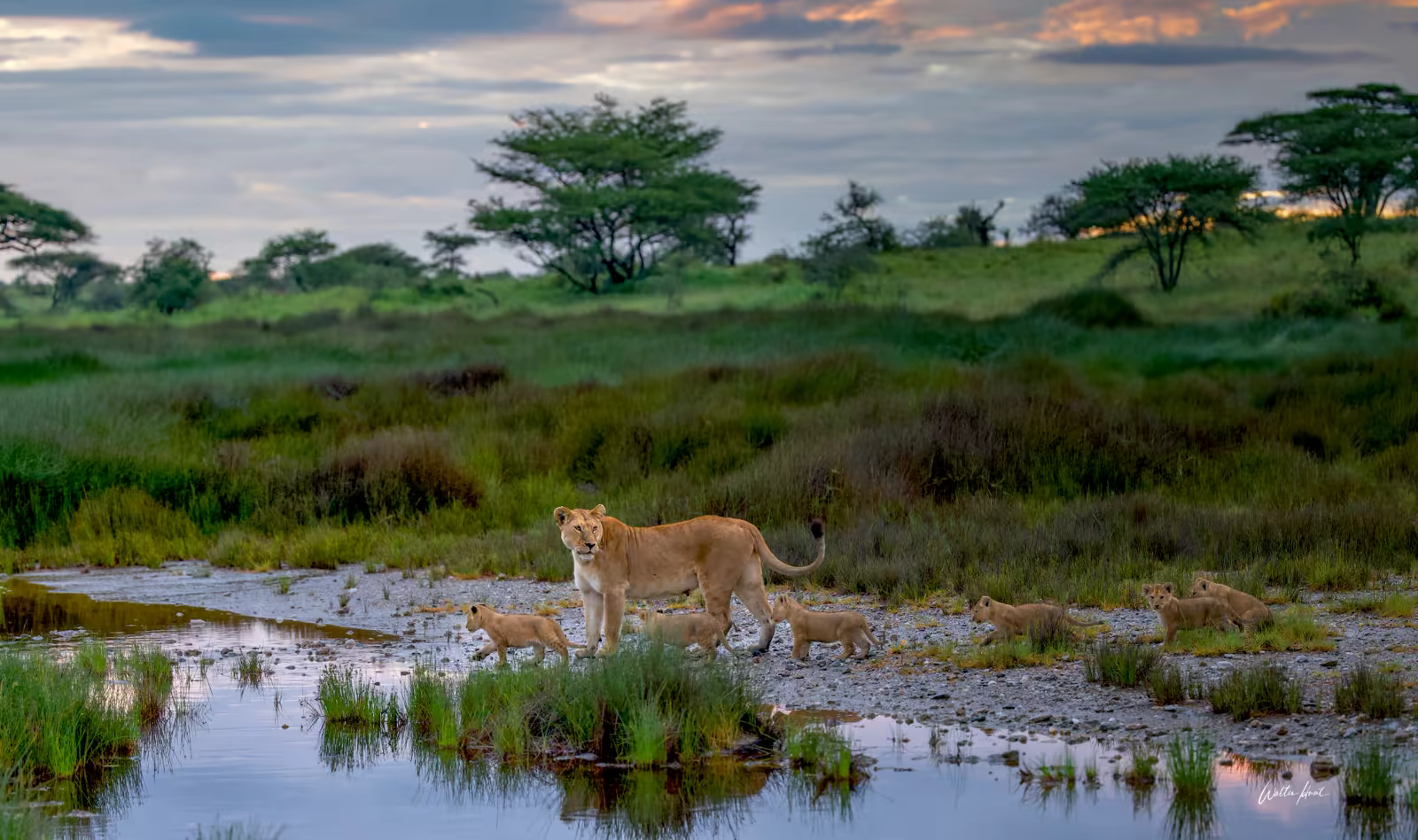 A lioness and her cubs moving through the Serengeti at first light