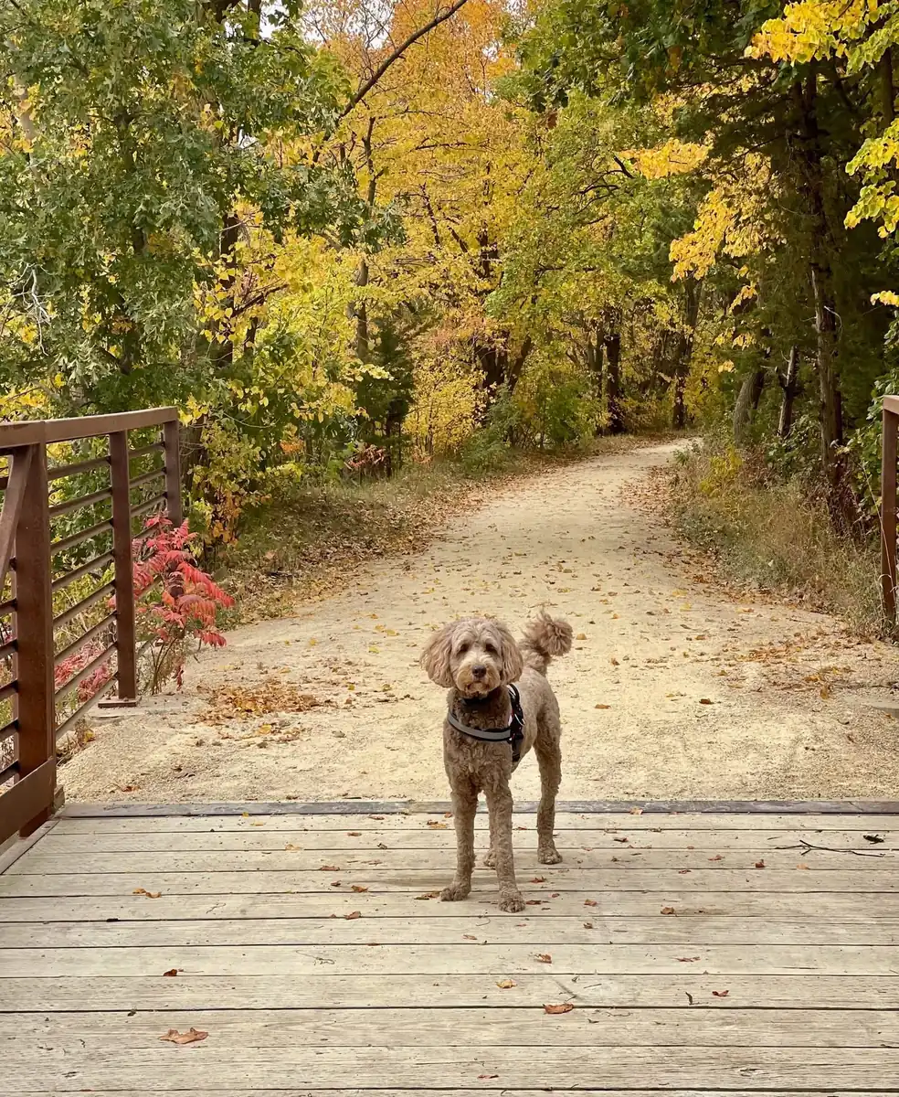 Mikey standing at the entrance to a wooded autumn path