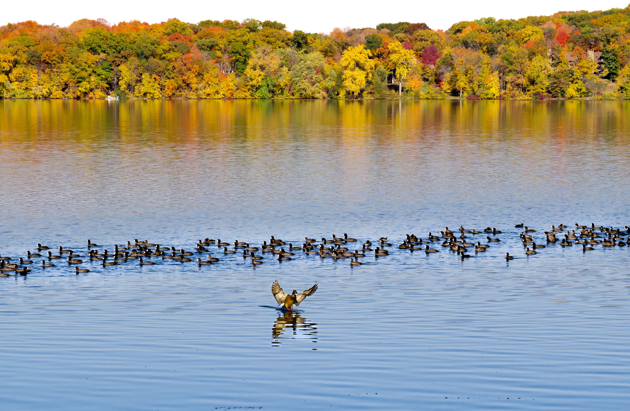 A duck descending toward Pleasant Lake above a large gathering of American coots with autumn color along the shoreline