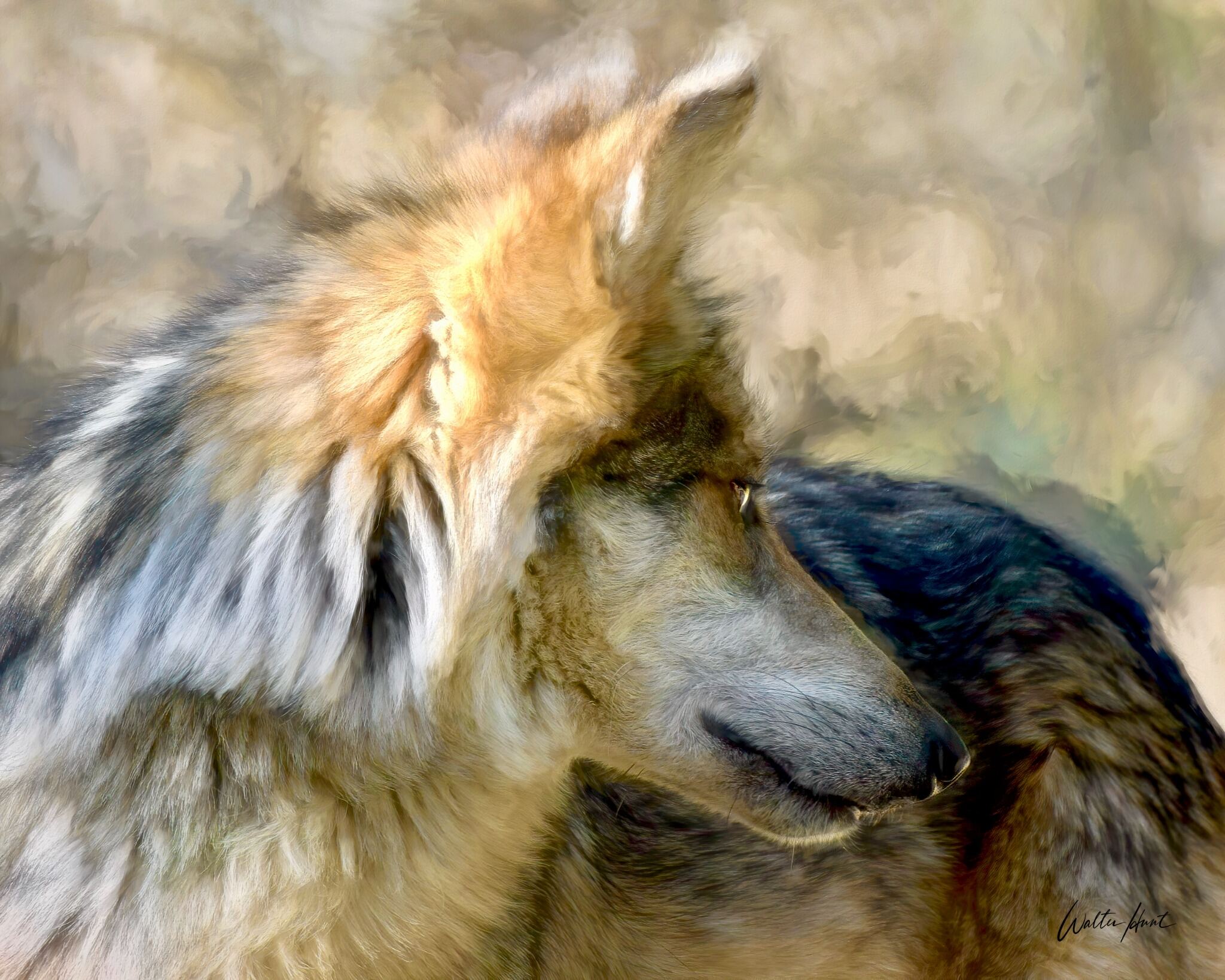 Wolf portrait